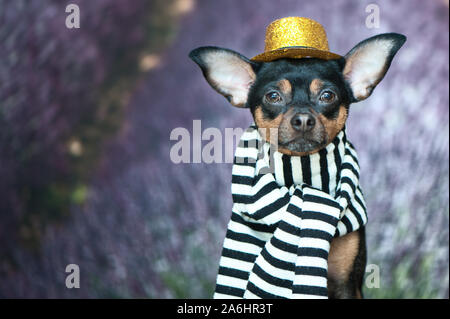 Funny puppy in the image of a French mime, a comedian. France Paris. Portrait of a dog in a hat and scarf on the background of a lavender field. A tra Stock Photo