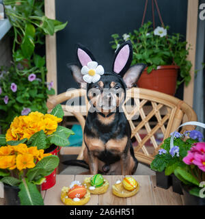 Dog dressed as an Easter bunny in a hat and scarf surrounded by flowers, the theme of spring and summer and Easter Stock Photo