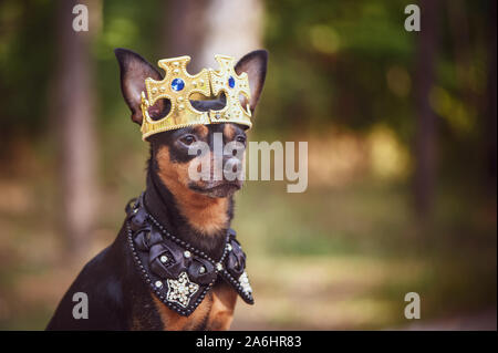 Dog in the crown, in royal clothes, on a natural background. Dog lord, prince, dog power theme Stock Photo