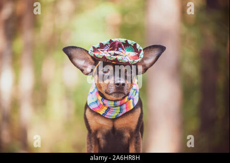 Mexican dog in sombrero and bandage on natural background Stock Photo