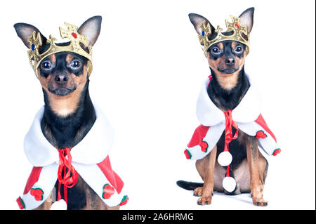 Dog in the crown, like a king, a prince. Portrait of a close-up of a dog of black color, toyterrier, chihuahua Stock Photo