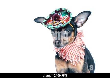 Mexican dog in sombrero and bandage on isolated background Stock Photo