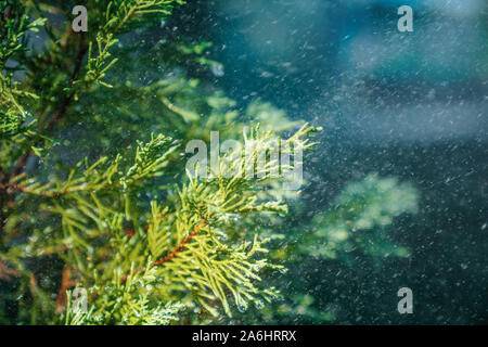 Raindrops are hanging on tree branch in the beautiful forest. Stock Photo