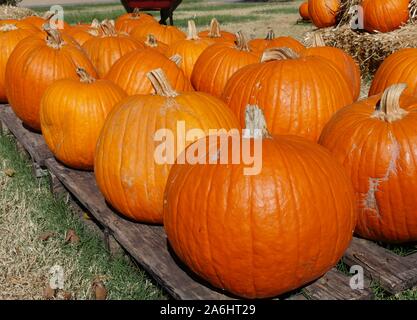 Close up of pumpkins displayed on wooden pallets Stock Photo