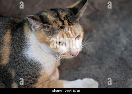 Brown Cat Stock Photo