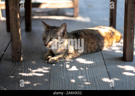 Brown Cat Stock Photo