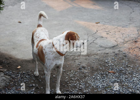 Thai Dog Stock Photo