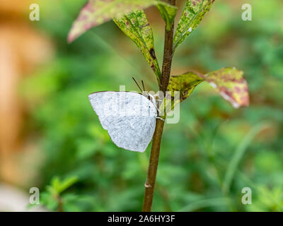 An angled sunbeam butterfly, curetis acuta, rests on the side of a small plant stem in a Japanese park. Stock Photo