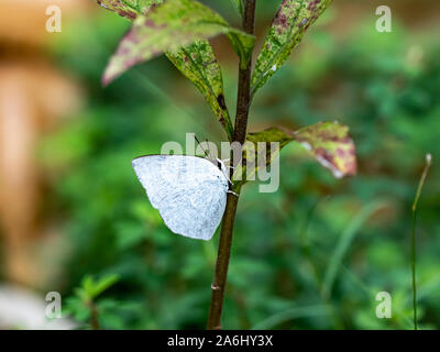 An angled sunbeam butterfly, curetis acuta, rests on the side of a small plant stem in a Japanese park. Stock Photo