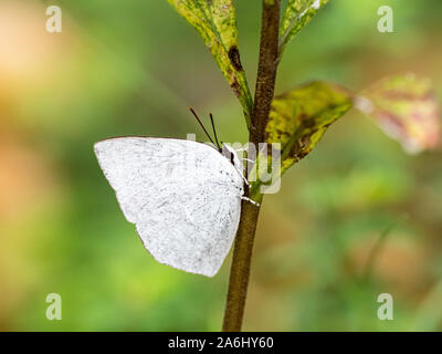 An angled sunbeam butterfly, curetis acuta, rests on the side of a small plant stem in a Japanese park. Stock Photo