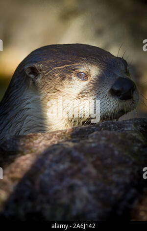 North American River Otter at Slimbridge Stock Photo