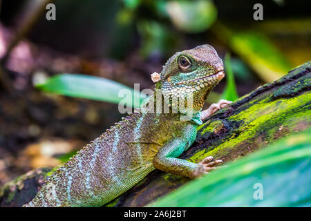 Chinese water dragon lizard in closeup, tropical reptile pet, Exotic animal specie from Asia Stock Photo