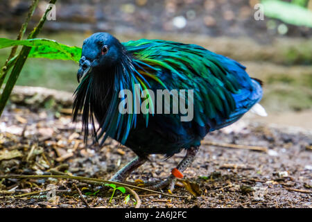 beautiful closeup portrait of a nicobar pigeon, colorful dove with glossy feathers, tropical bird from India, Near threatened animal specie Stock Photo