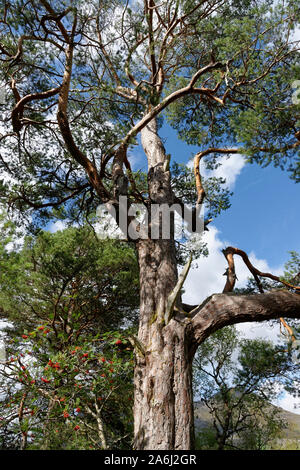Scots Pine Tree - Pinus sylvestris, with Rowan or Mountain Ash and Birch  Caledonian Forest, Scotland Stock Photo