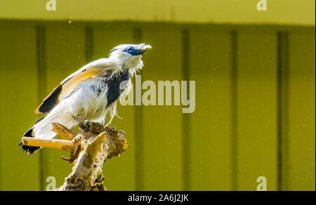 closeup portrait of a bali myna starling, critically endangered bird specie from indonesia Stock Photo