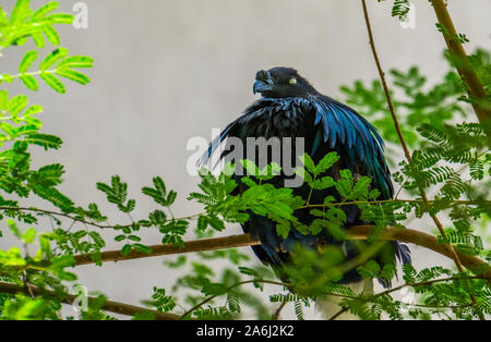 Nicobar pigeon sitting in a tree, colorful dove with glossy feathers, near threatened bird specie from India Stock Photo