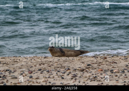 Baby seal resting is seen on the North Sea coast beach near Skagens Grenen in Skagen,Denmark, on 28 July 2019   © Michal Fludra / Alamy Live News Stock Photo