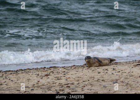 Baby seal resting is seen on the North Sea coast beach near Skagens Grenen in Skagen,Denmark, on 28 July 2019   © Michal Fludra / Alamy Live News Stock Photo