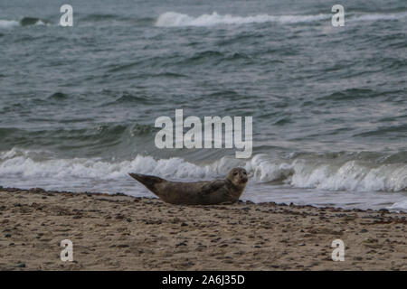 Baby seal resting is seen on the North Sea coast beach near Skagens Grenen in Skagen,Denmark, on 28 July 2019   © Michal Fludra / Alamy Live News Stock Photo