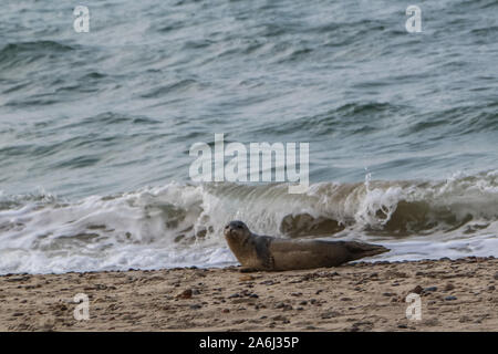 Baby seal resting is seen on the North Sea coast beach near Skagens Grenen in Skagen,Denmark, on 28 July 2019   © Michal Fludra / Alamy Live News Stock Photo