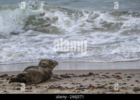 Baby seal resting is seen on the North Sea coast beach near Skagens Grenen in Skagen,Denmark, on 28 July 2019   © Michal Fludra / Alamy Live News Stock Photo