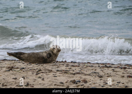 Baby seal resting is seen on the North Sea coast beach near Skagens Grenen in Skagen,Denmark, on 28 July 2019   © Michal Fludra / Alamy Live News Stock Photo