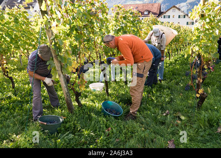 Maienfeld, GR / Switzerland - 23 October, 2019: Detail view of wine farmers collecting their Cabernet Sauvignon grapes as they harvest their vineyard Stock Photo