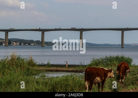 Danish Red cattle cows in front of Vejle Fjord Bridge ( Vejlefjordbroen) are seen in Vejle , Denmark on 30 July 2019 The bridge over the Vejle Fiord is 1712 m long, the longest span is 110 m, and the maximum clearance to the sea is 40 m.  © Michal Fludra / Alamy Live News