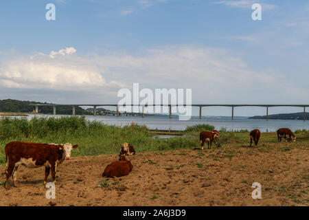 Danish Red cattle cows in front of Vejle Fjord Bridge ( Vejlefjordbroen) are seen in Vejle , Denmark on 30 July 2019 The bridge over the Vejle Fiord is 1712 m long, the longest span is 110 m, and the maximum clearance to the sea is 40 m.  © Michal Fludra / Alamy Live News
