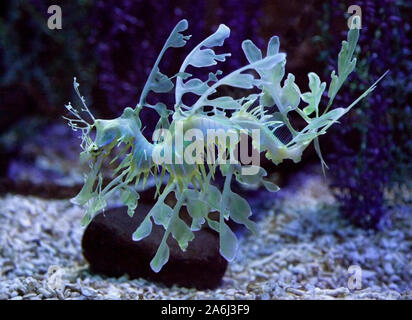 Leafy Sea Dragon (phycodurus eques) Stock Photo