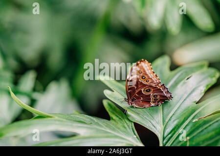 Green leaf hi-res stock photography and images - Alamy