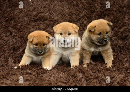 Three Shiba inu puppies on brown background Stock Photo