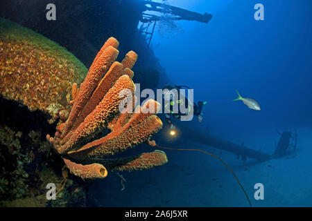 Scuba diver at the overgrown ship wreck 'Hilma Hooker', Stove-pipe sponge (Aplysina archeri), Bonaire, Netherland Antilles Stock Photo