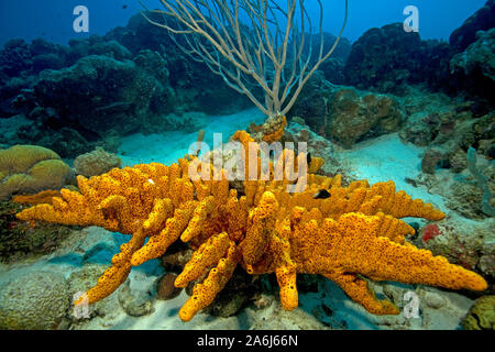 Brown tube-sponge (Agelas, conifera), Bonaire, Netherland Antilles Stock Photo