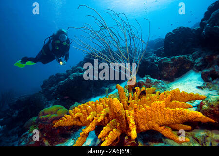 Scuba diver at a Brown tube-sponge (Agelas conifera), Bonaire, Netherland Antilles Stock Photo