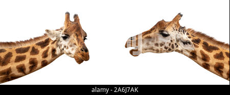 Two Rothschild’s giraffes, Giraffa camelopardalis rothschildi, closeup of face and neck isolated on a white background. Popular social media banner pr Stock Photo