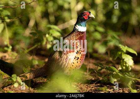 A pheasant in the Widdale Red Squirrel Reserve in North Yorkshire, as the UK red squirrel population declines. PA Photo. Issue date: Sunday October 27, 2019. Autumn is the best time to see red squirrels as they forage nuts to cache for the long winter months. The UK Squirrel Accord, a nationwide partnership looking to secure the future of the animal, estimates that there are around 140,000 red squirrels in the UK, where years ago there were several million. Kay Haw, the director of the group, told the PA news agency: ÒThe greatest threat to the UK's red squirrels is competition from and diseas Stock Photo