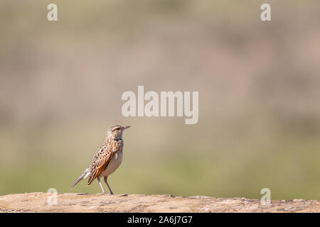 Red-winged lark, mirafra hypermetra, Nairobi National Park, Kenya. Blurred background with space for your text. Stock Photo
