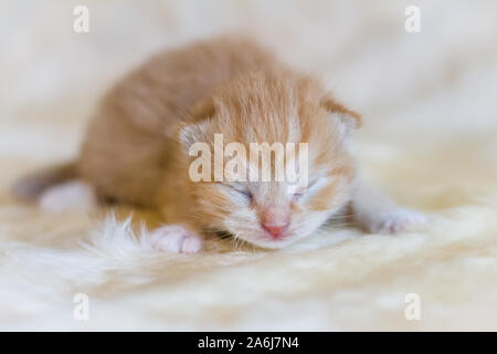 Newborn red kitten Stock Photo