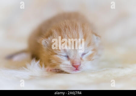 Newborn red kitten Stock Photo