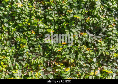 Natural green leaf wall background. Small green leaves on wall texture for backdrop design. Stock Photo