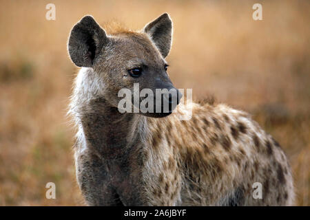 Close-up of a Spotted Hyena (Crocuta crocuta). Satara, Kruger Park, South Africa Stock Photo