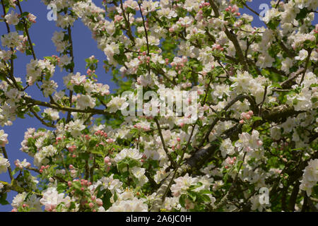 white and pink blooming apple tree flowers on twigs, blooming apple tree spring background Stock Photo