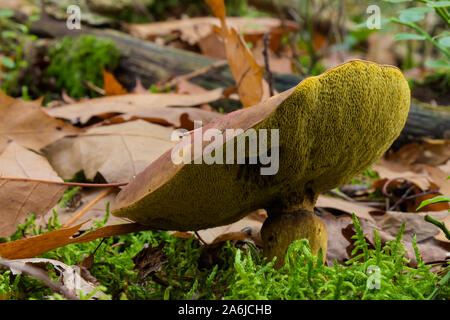 Leccinum versipelle, also known as Boletus testaceoscaber or the orange birch bolete, is a common edible mushroom in the genus Leccinum. Stock Photo