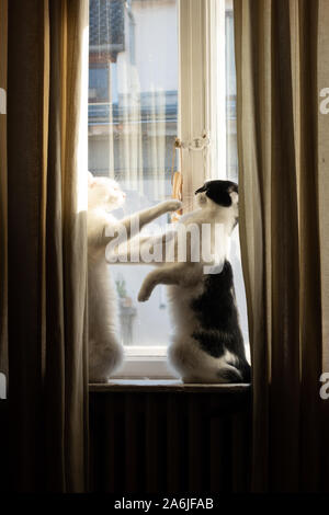 Two house cats are playing on a windowsill. Stock Photo