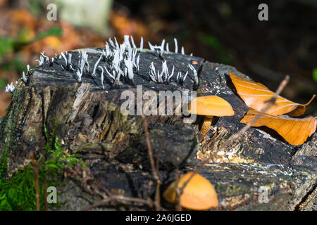 Two kinds of mushrooms in the sunlight, grown on a tree stump. Close-up. Stock Photo