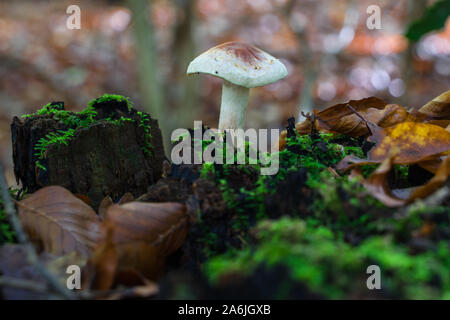 A small mushroom grows on a tree stump in the autumnal forest.Close-up. Stock Photo