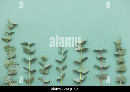 Branches of green eucalyptus leaves on green background. Flat lay. Top view. Stock Photo