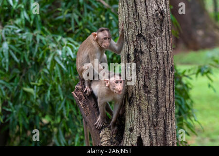 Two monkeys playing on the tree branch in the forest showing emotions to other monkey Sanjay Gandhi National Park  Mumbai  Maharashtra India. Stock Photo