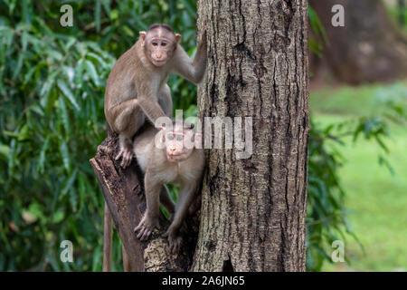 Two monkeys playing on the tree branch in the forest showing emotions to other monkey Sanjay Gandhi National Park  Mumbai  Maharashtra India. Stock Photo